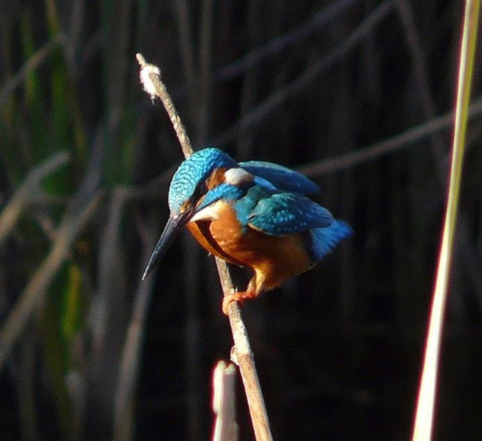 kingfisher.jpg
